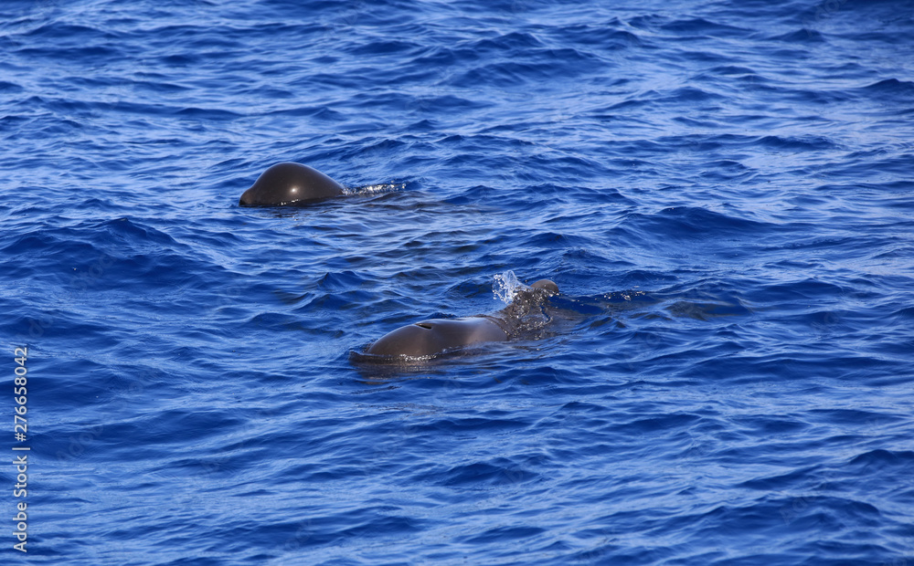 Naklejka premium Short-finned pilot whale (Globicephala macrorhynchus) in the Atlantic Ocean. Canary Islands. Spain