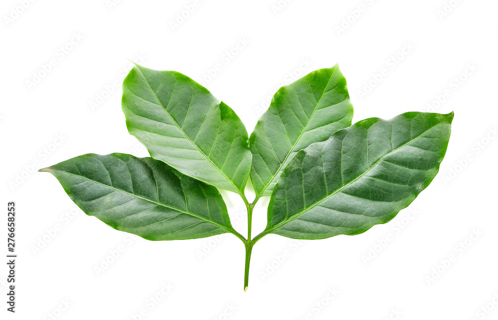 Coffee leaf on a white background Coffee leaf on a white background