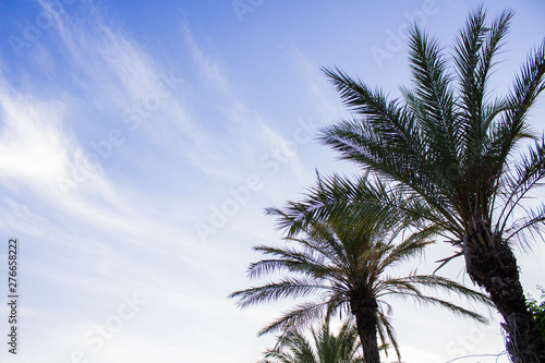 Palm trees against the blue sky. Concept tropic, vacation and travel. Bottom view