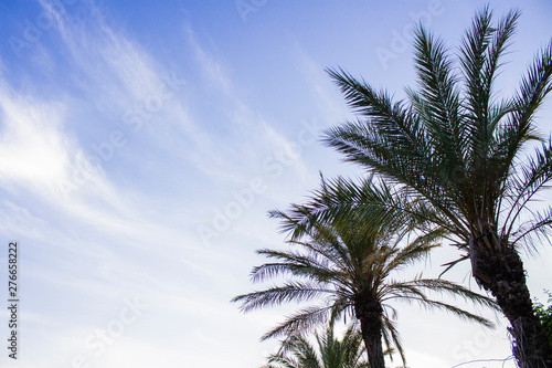 Wallpaper Mural Palm trees against the blue sky. Concept tropic, vacation and travel. Bottom view Torontodigital.ca