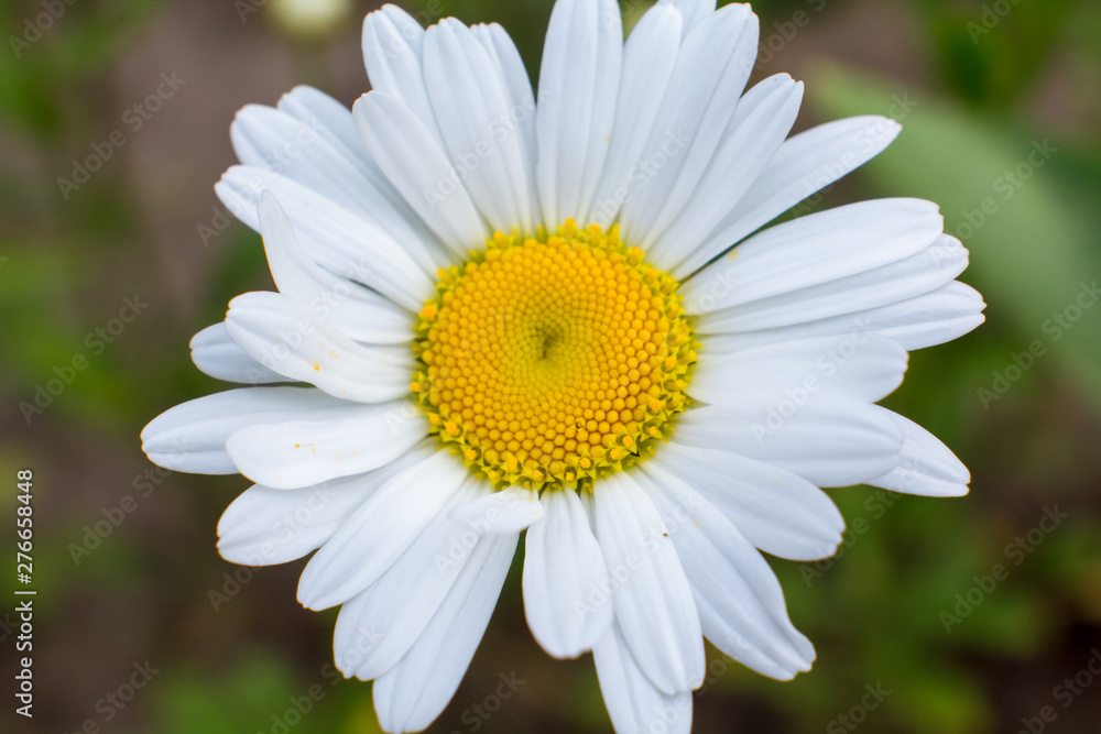 Fototapeta premium One camomile close up. Macro
