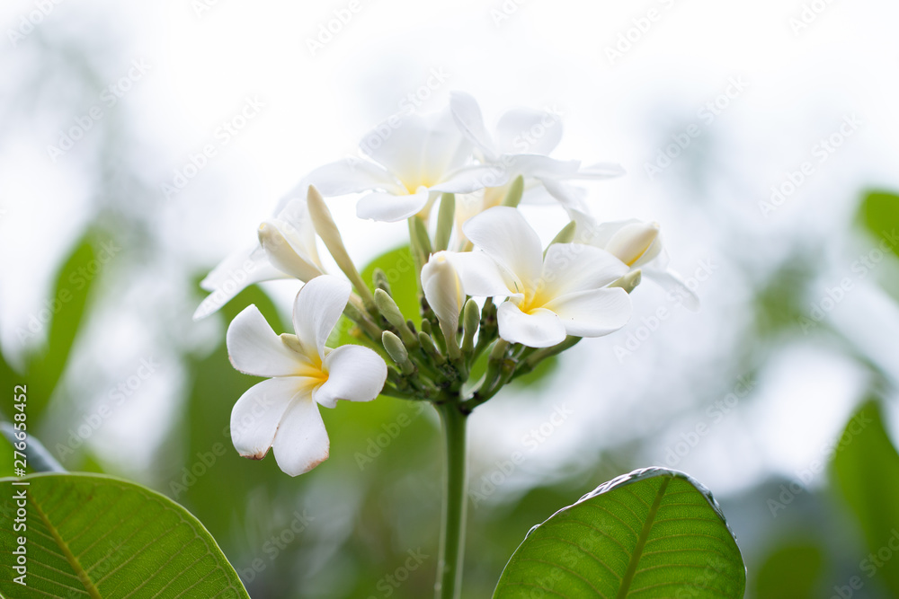 Fototapeta premium Frangipani Tropical Spa Flower. Plumeria flower on plant