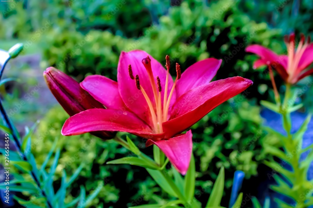 Fototapeta premium red flower in the garden