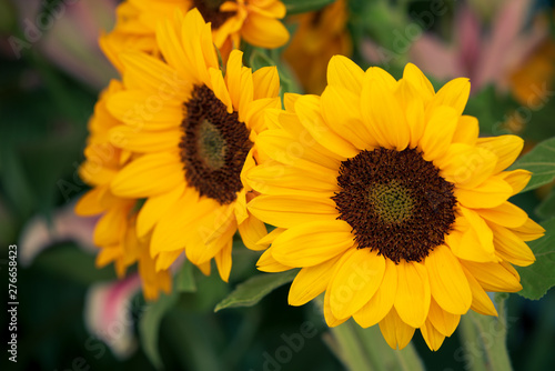 a beautiful bunch of yellow sunflower flowers