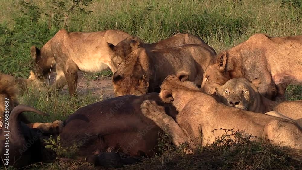 Zoom out on a pride of lions feeding on an animal carcass Zoom out on a pride of lions feeding on an animal carcass