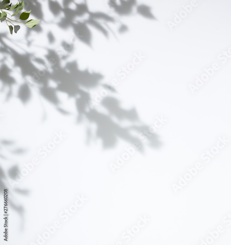 White background tree leaf shadow