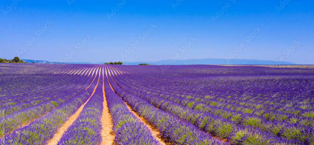 champ de lavande en été, Provence en France - obrazy, fototapety, plakaty 