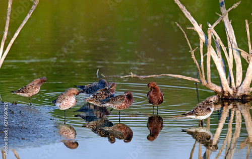 rastende Sichelstrandläufer (Calidris ferruginea) im Abendlicht - Curlew sandpiper photo