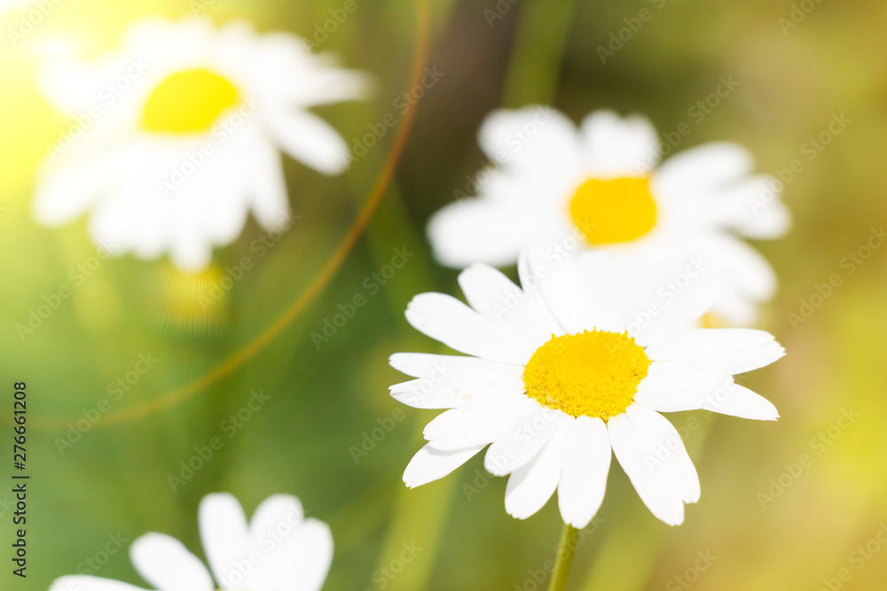 Fototapeta premium Field Daisy flowers closeup. Alternative medicine. Summer background