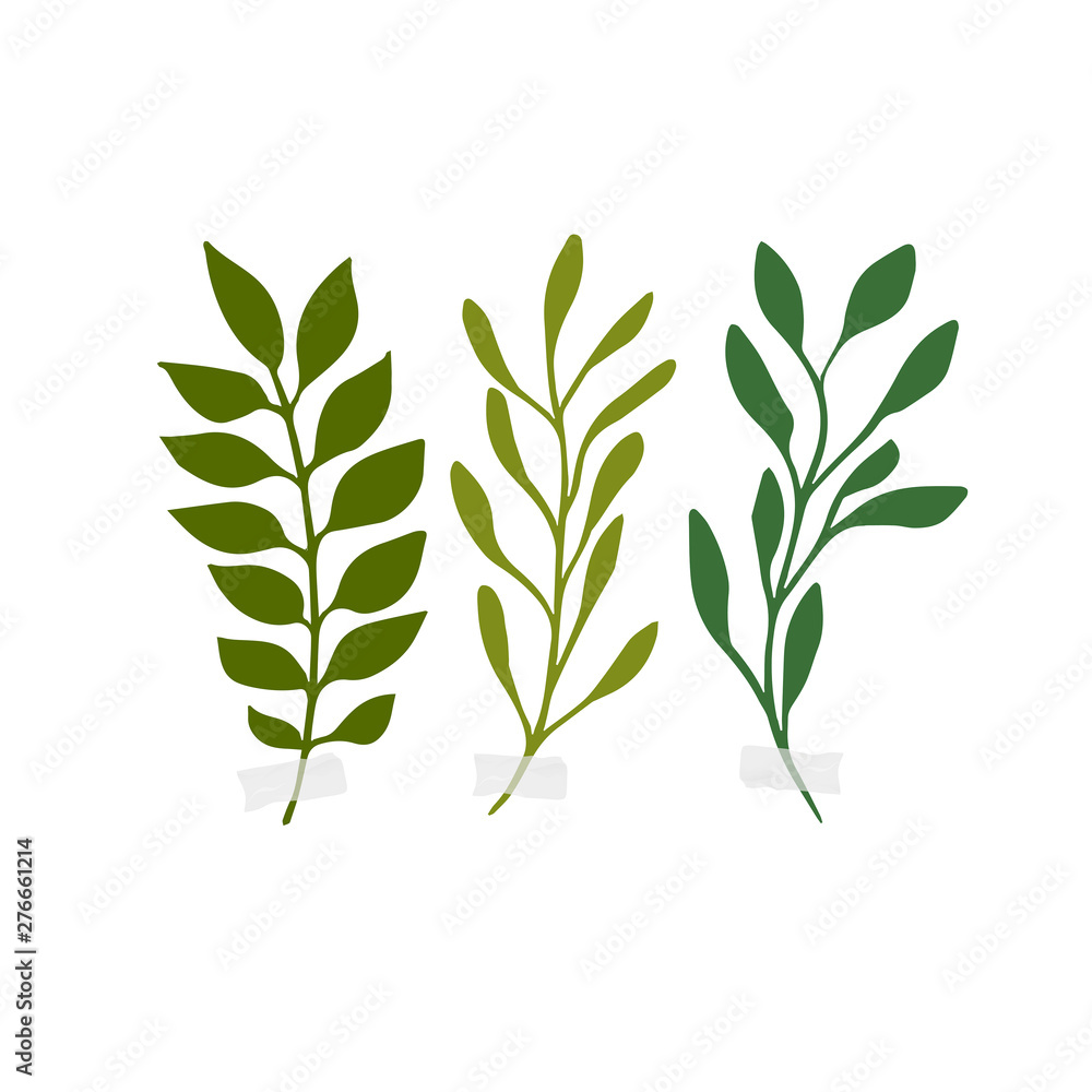Vector botanic illustrations. Botanical clipart. Set of Green branches. 