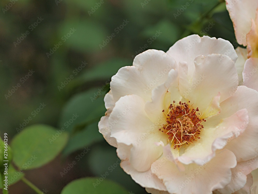 白いバラの花 Stock 写真 Adobe Stock
