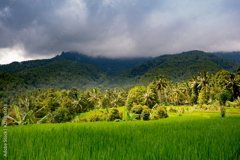 Rice fields near Munduk, Bali