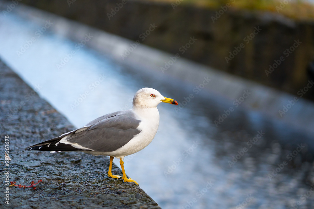 Japanese Seagull side of  canal