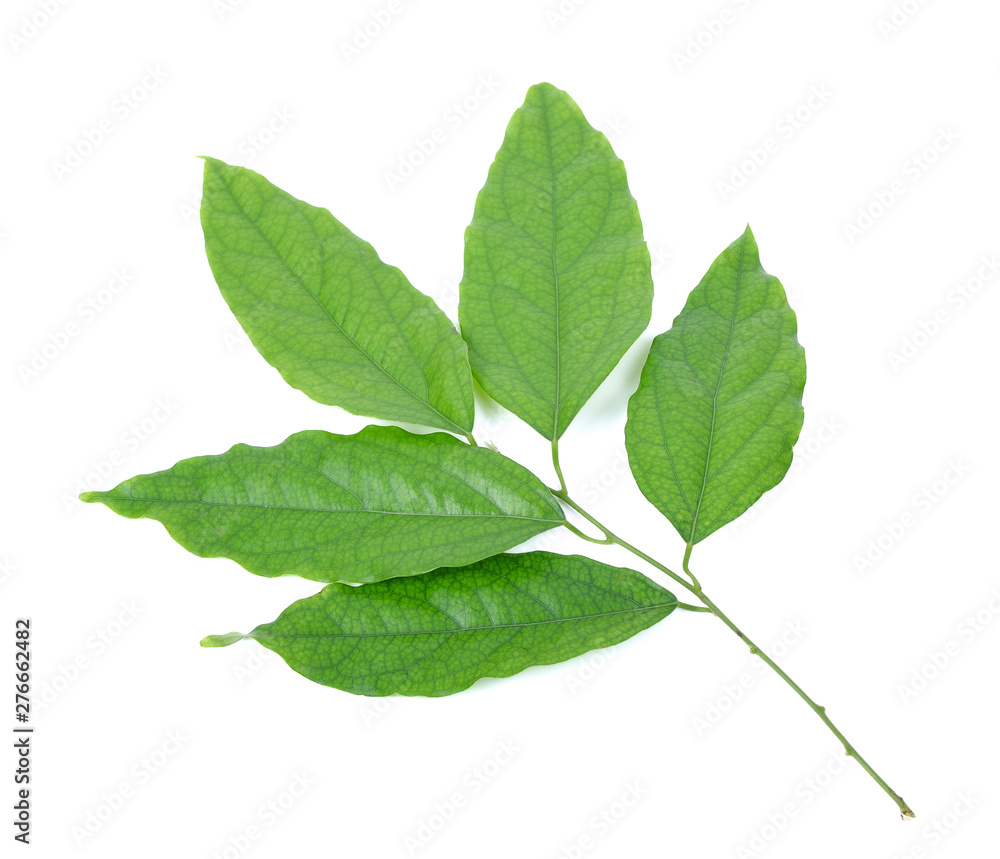 Fototapeta premium Fresh Bamboo grass or Bai Ya Nang Leaves (Tiliacora triandra (Colebr.) Diels) isolated on white background