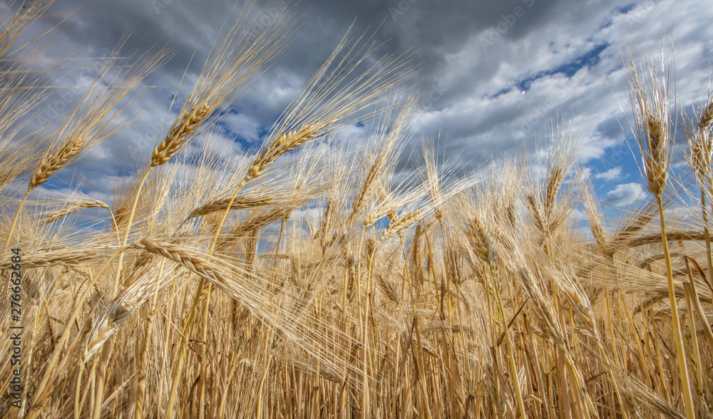 Fototapeta premium acker