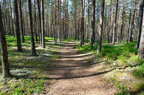 trail through a nature reserve in Sweden