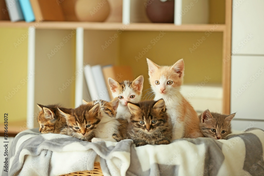 Cute funny kittens in basket at home