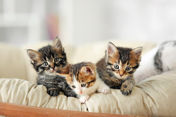 Cute funny kittens at home
