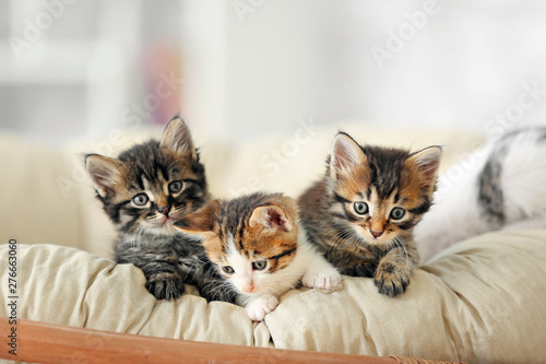 Obraz na plátne Cute funny kittens at home