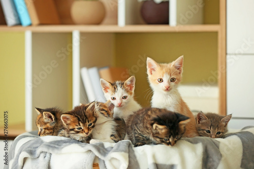 Cute funny kittens in basket at home