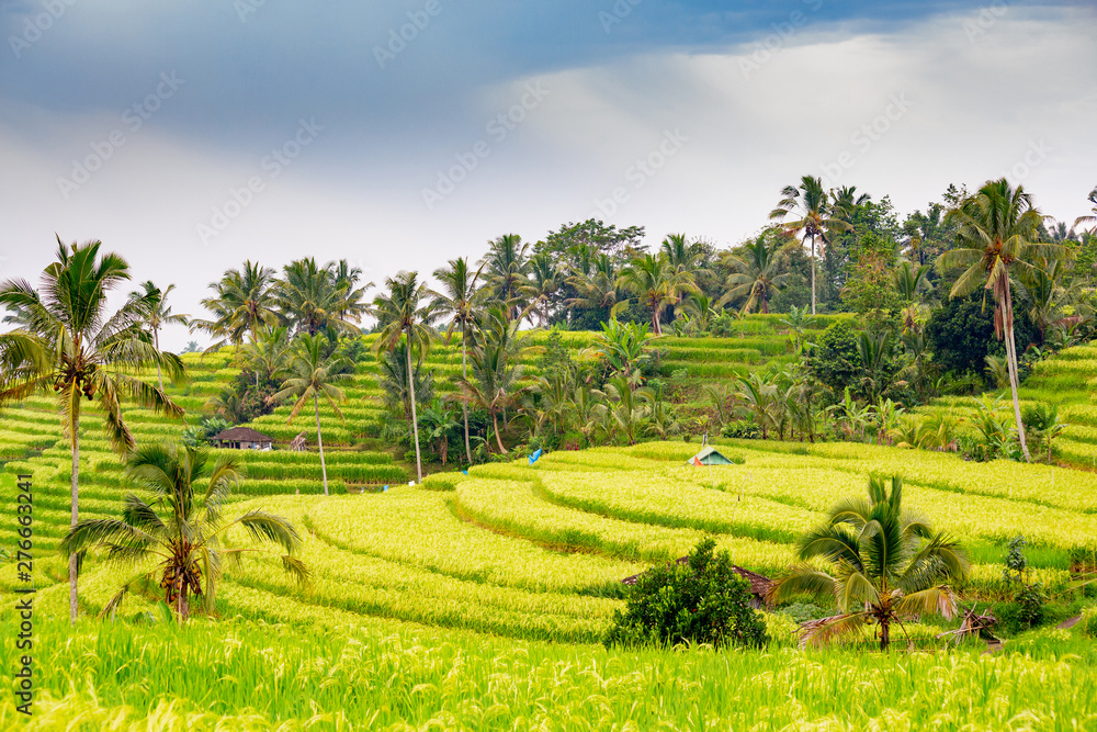 Rice fields in Jatiluwih, Bali, Indonesia