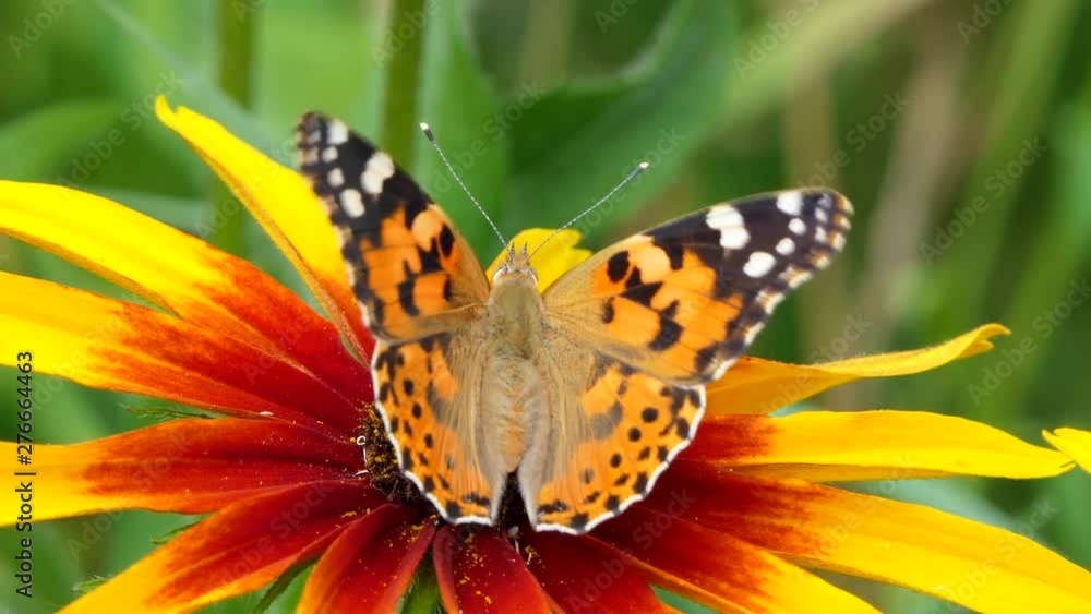 Beautiful butterfly on a yellow flower in the garden, summer nature, Colorful shot . Beautiful butterfly on a yellow flower in the garden, summer nature, Colorful shot .