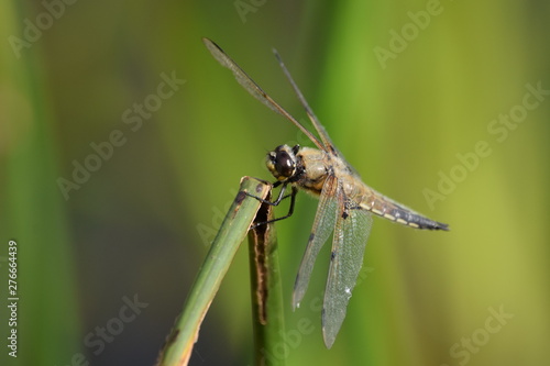 dragonfly on a leaf © Mike