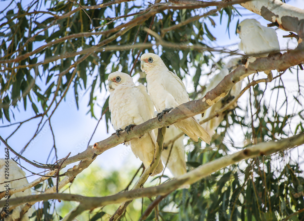Couple white parrots on branch. Wildlife of Australia. Two birds, lovers Couple white parrots on branch. Wildlife of Australia. Two birds, lovers