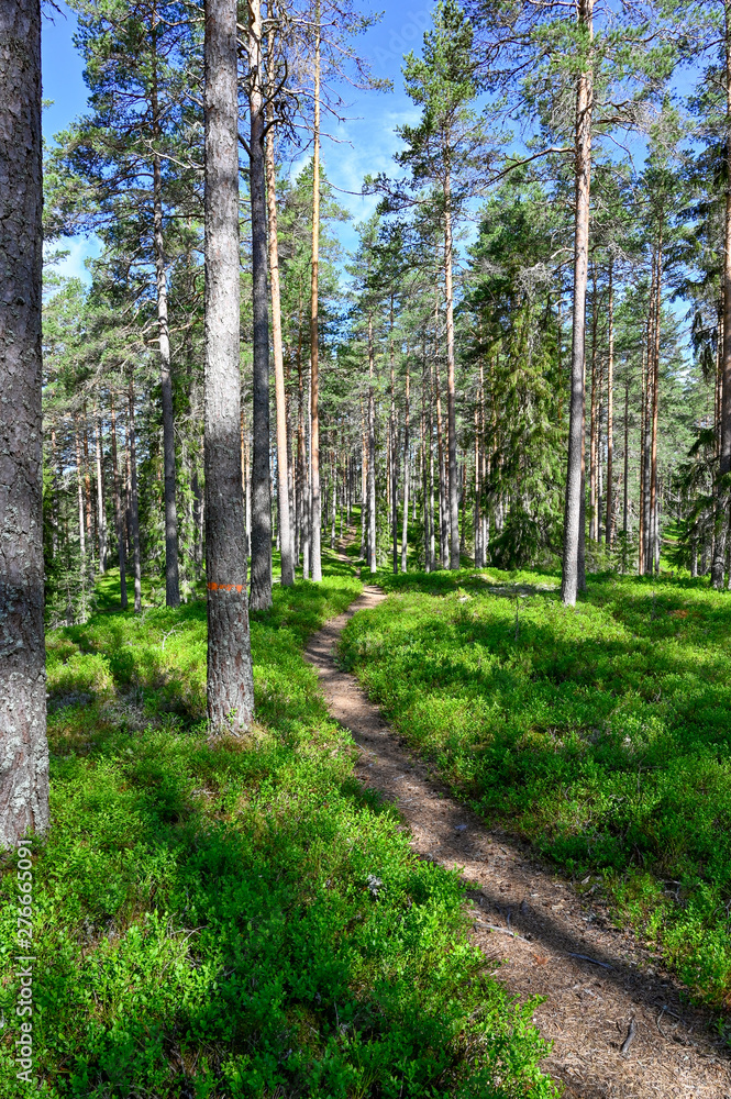 Obraz premium trail through a nature reserve in Sweden