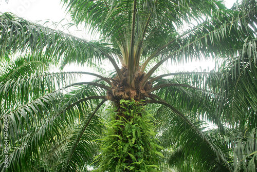 Palm plantation renewable fuel source.Palm oil.