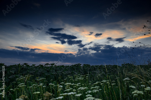 White wildflowers at evening in the field. Beautiful sunset with dark blue sky  bright sunlight and clouds.