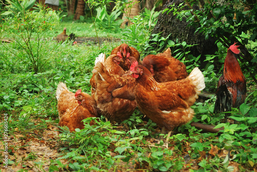 Chicken egg breeding Find your own natural food.