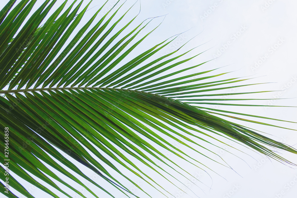 Fototapeta premium Green coconut leaf as background.