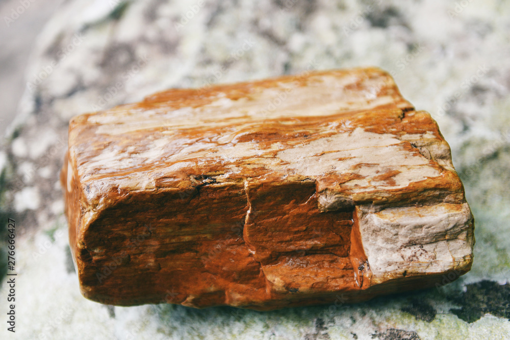 Petrified wood fossil - The old wood becomes stone by natural Petrified wood fossil - The old wood becomes stone by natural