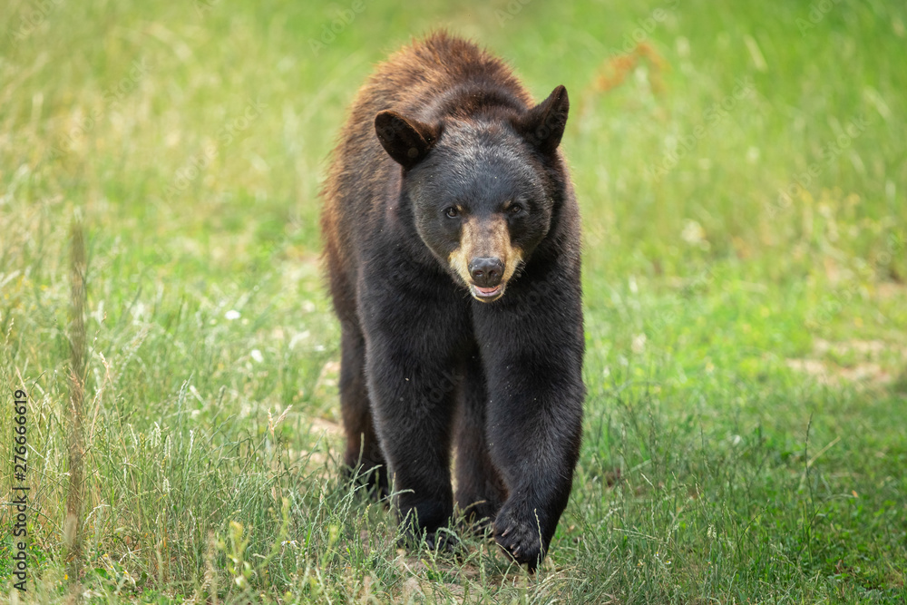 Fototapeta premium Black bear in the meadow