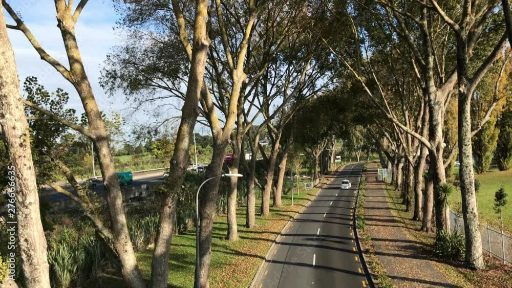 Light traffic moving down a tree lined avenue on a sunny morning in Auckland New Zealand Light traffic moving down a tree lined avenue on a sunny morning in Auckland New Zealand