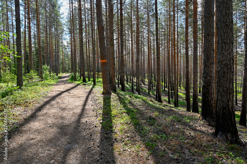 trail through a nature reserve in Sweden photo