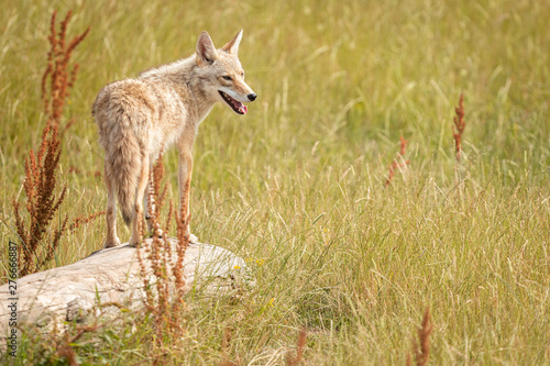 Coyote in the meadow photo