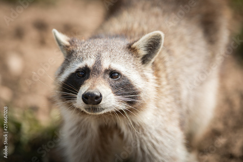 Portrait of Raccoon © AB Photography