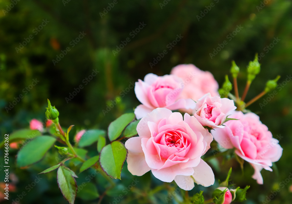Beautiful pink roses in the garden. Perfect for background  of greeting cards for birthday, Valentine's Day and Mother's Day