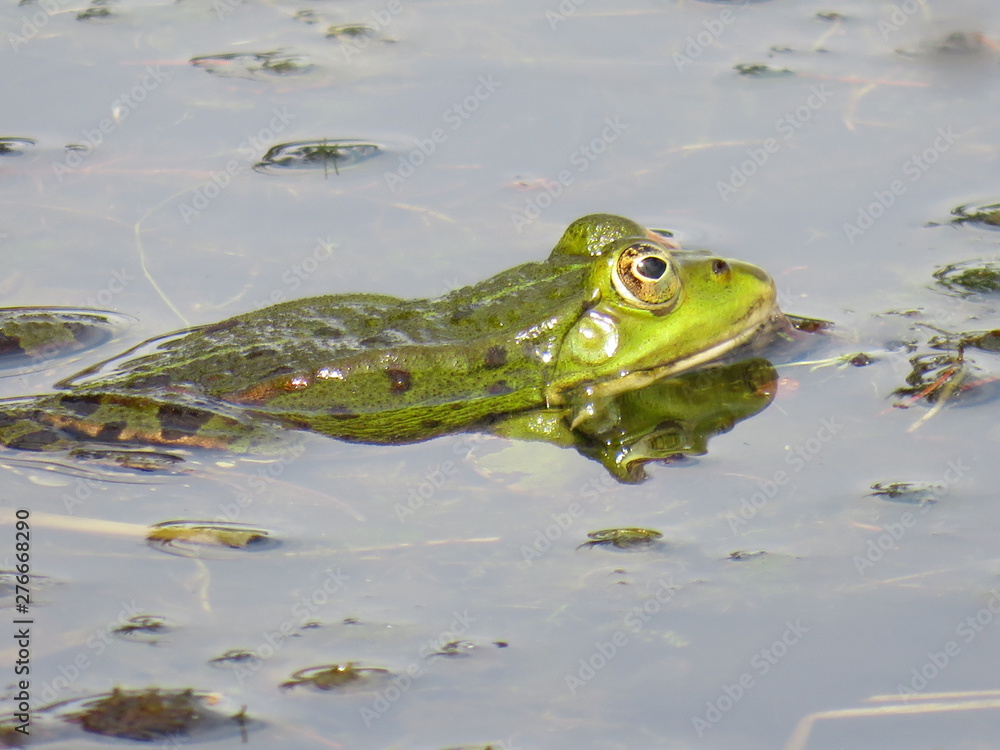 Teichfrosch im See mit Algen und Wasserläufern Teichfrosch im See mit Algen und Wasserläufern