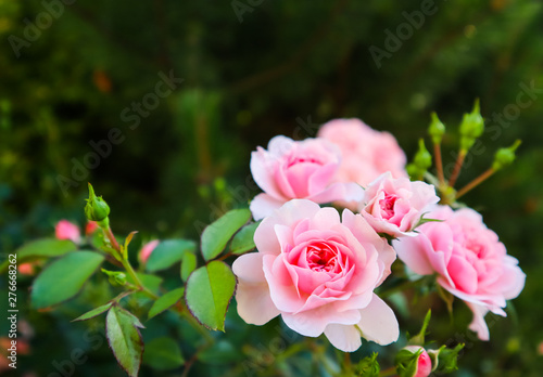 Beautiful pink roses in the garden. Perfect for background  of greeting cards for birthday  Valentine s Day and Mother s Day