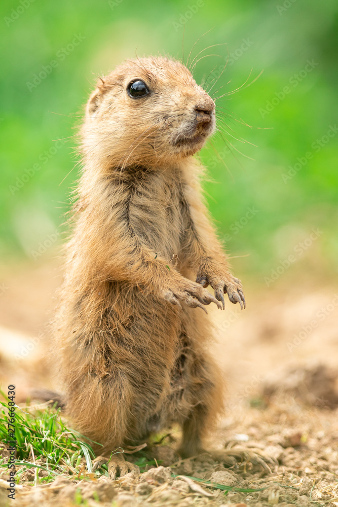 Fototapeta premium Prairie dog in the meadow