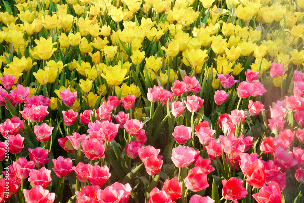 The beautiful blooming tulips in garden.tulips flower close up under natural lighting outdoor
