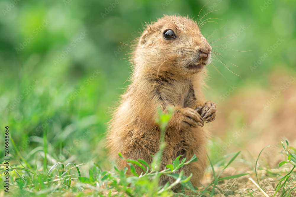 Prairie dog in the meadow