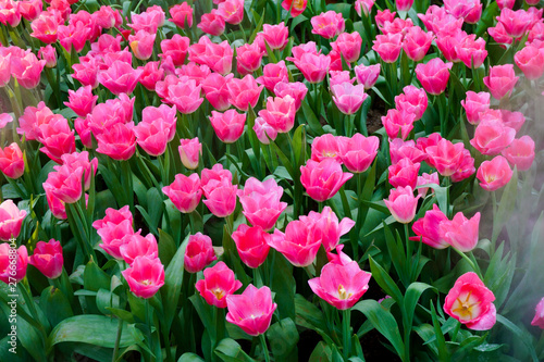 Fototapeta Naklejka Na Ścianę i Meble -  The beautiful blooming tulips in garden.tulips flower close up under natural lighting outdoor