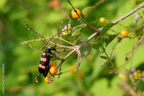 Orange blister beetle and ripe duranta erecta fruits in the field