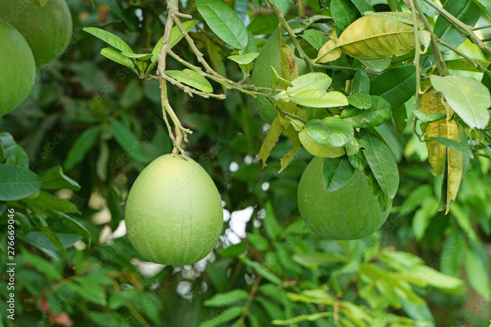 Green pomelo fruit on foliage. Citrus maxima