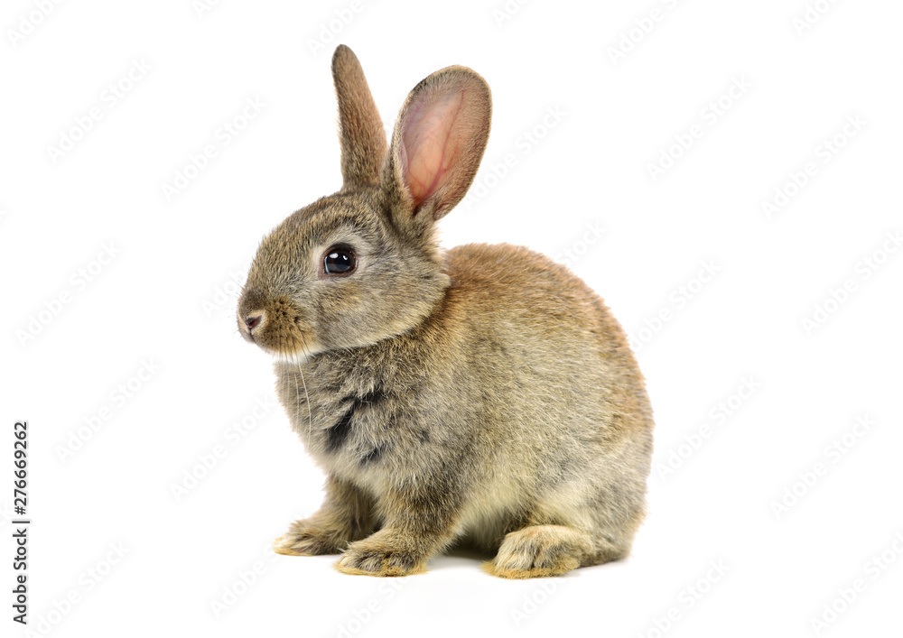 rabbit on a white background rabbit on a white background