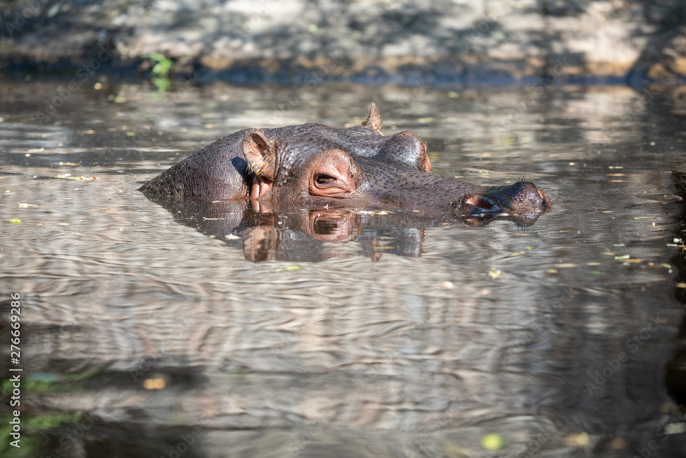 Fototapeta premium Swimming hippopotamus at water level, hippopotamus, behemoth, river-horse. Hippo.